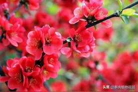 人人都喜爱的海棠花，这样养护，花开不断图片
