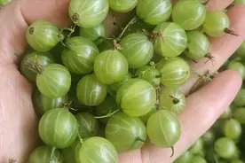 又一网红野果！价格涨至12元/斤，东北人口中的灯笼果到底是啥？图片