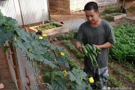我在非洲打工，种菜收入超过薪资，老外同事们羡慕不已图片