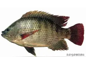 被罗非鱼扎伤，险些截肢图片