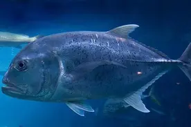 都以为鱼怕海鸟，这种鱼却能捕获海鸟为食。浪人鲹图片