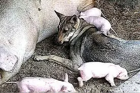 狗狗偷溜进猪圈，很久都不出来，跟进去一看，气得拿起木棍打图片