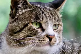 一到毕业季，我们大学的校猫就疯了哈哈哈图片