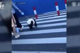四川街头有人遛熊猫？真相曝光……当事人还被警察盯上了图片