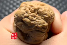 金蟾小蛙蛙为甚成为众多玩家喜爱的品种？几大特点一一剖析图片