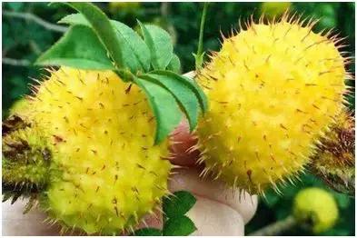 金刺梨功效和作用好处「这种长满刺的梨」 - 桂波百科号