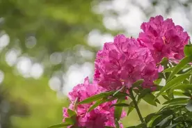 15种耐阴花，室内光照不足，照样花开不断图片