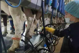 吴忠利通区：奶牛成了“上班族”，挤奶台上“来竞赛”！图片