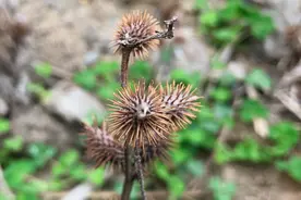 农村人看到这种植物很头疼，殊不知它可是种很好的药材，名叫苍耳图片