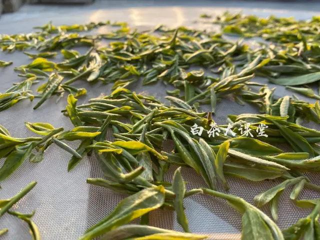 白茶不一定是白色，可是变黑一定有问题