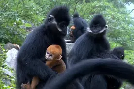 超萌！全球最大黑叶猴种群分布地喜添6只猴宝宝图片