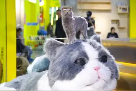 火爆全网「猫咪博物馆」登陆广西·南宁万达茂！10000张门票免费送图片