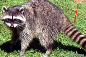 英语原版阅读：Funny Raccoons图片