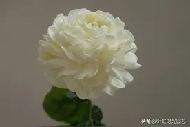 虎头茉莉不开花，牢记5大点，长枝冒芽开大花，贼香图片