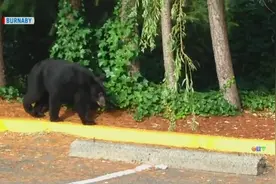 温东发现熊！正在朝本拿比前进… 住这几处的人千万要小心图片