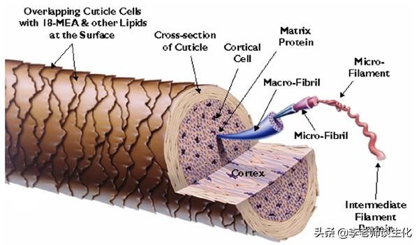 角蛋白与α-螺旋
