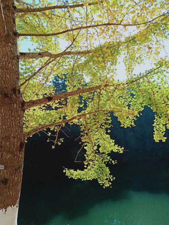 秋风吻尽银杏叶，艳遇醉美帽子峰