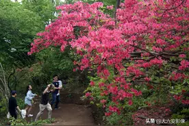 大别山上有个黄狮寨，千亩野生红杜鹃盛开，游人流连忘返图片
