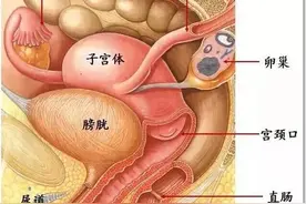 子宫的左邻右舍，你知道吗？图片