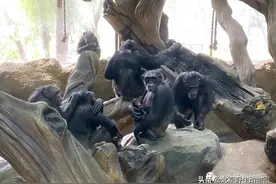 黑猩猩的卖萌~超治愈图片