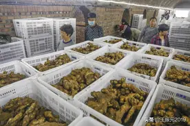 现在生姜为何落价？15年首次反常，因为姜农违反了生姜出口大忌图片