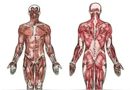分享：运动生理学基础知识图片