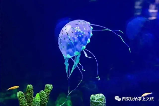 懒腰app逾期，森林公园湄公河水底世界门票多少价钱 配图06