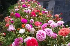 7月养太阳花，3件事不要停，开花一茬接一茬，还能绽放小半年图片