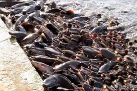 印度恒河水有多毒？毒素深入食人鲶的骨髓，印度还想灌装后出口图片