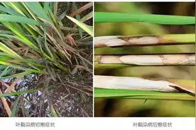 水稻病害高清图，赶紧收藏图片