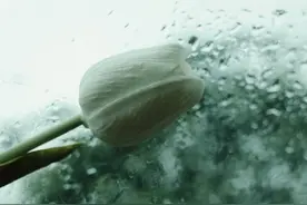 听着嘀嘀嗒嗒的雨声 心里一片宁静...图片