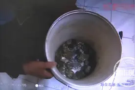 抓了20多只癞蛤蟆，女子被立案调查图片