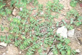 匍匐在地的“千根草”，看似很不起眼，实则用处很大图片