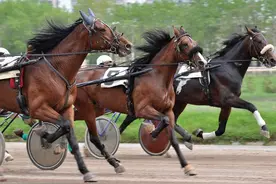 俗话：“富养马匹穷养牛，脚夫爱养‘二混头’”，“二混头”指啥图片