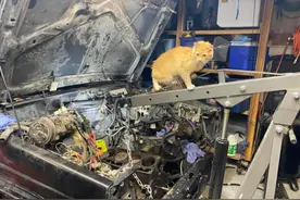 男子修车的时候，一只橘猫跳上他肩膀，但是他并没有养猫图片