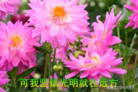 独家制作风景版mtv《光明》车载音乐，美丽的野花，动听的音乐图片