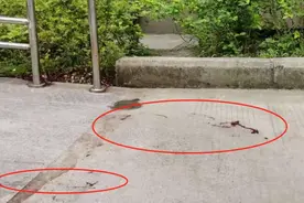 12岁女孩被“天降飞砖”砸进ICU，7岁女童承认系自己所为，网友：家长呢？图片