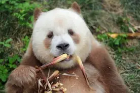 全球仅此一只，它被称之为国宝中的国宝，人送外号"巧克力熊"图片