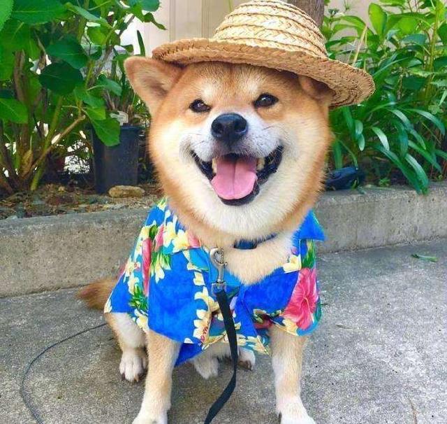 相信每个养柴犬的小伙伴都想把自家的柴柴养成网红柴的模样吧.