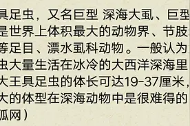 【深海大虱~大王足巨虫】图片