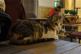 男子每次去咖啡店都会遇到一只猫，有一天，猫咪坚持要和他回家图片
