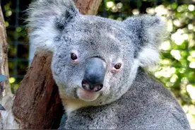 有趣的世界，轻松的英语：Koala 考拉图片