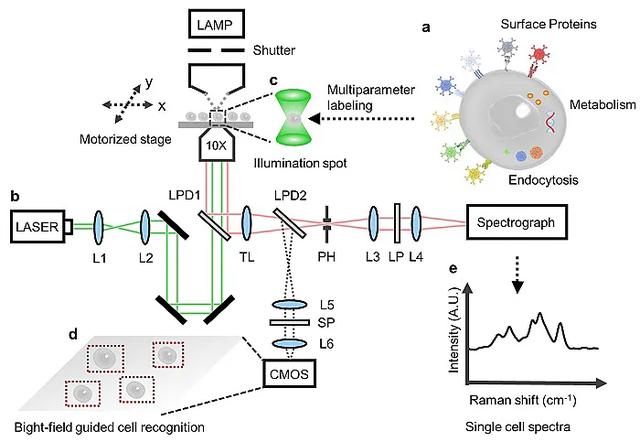 新型光学技术助力单个活细胞的超多组分分析