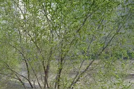 老北京“春菜”有哪些？龙须菜是个什么东西？图片