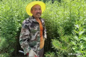 农民大哥打工割蒿草，1天割1亩日赚110元，凭良心干活图片