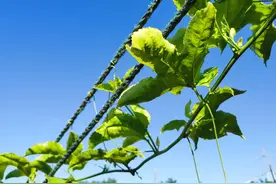 蓝天白云下，荣耀30PRO镜头里的世界，感觉效果还不错图片