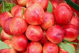 油桃无论大小，看“1条线”，没线的就是“激素桃”，一挑一个准图片