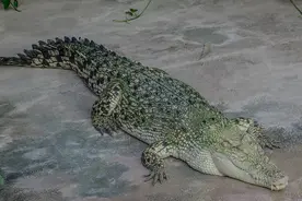 这是世界上最惨的一种动物，被人剥皮后卖出，当地人每年能赚4亿图片