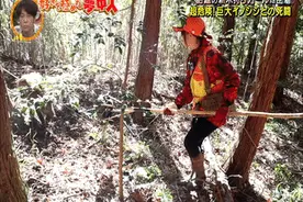 日本妹子辞职去山里当赏金猎人，靠抓野猪发家致富图片