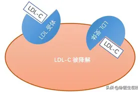 吃他汀降血脂，注意这3种食物不能碰，否则效果大打折扣图片